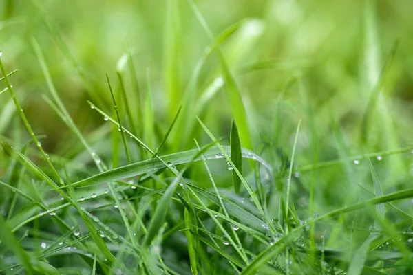 젖은 잔디 — 스톡 사진