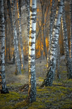 Birch trees at sunset clipart