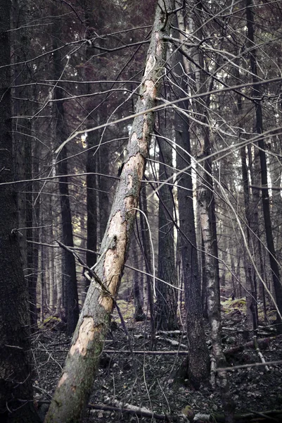 Toter Baum — Stockfoto