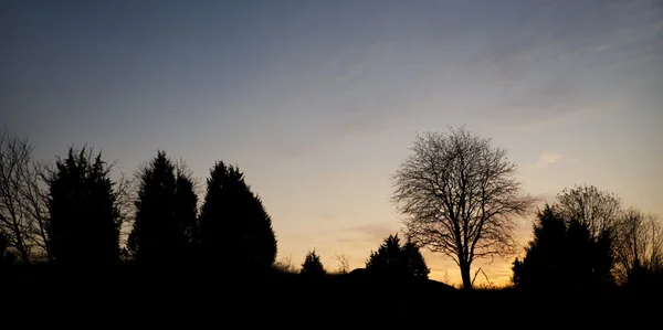 Trees in evening — Stock Photo, Image