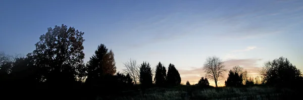 Silhouetten van de bomen — Stockfoto