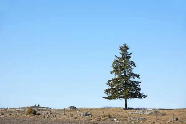 Spruce trädet — Stockfoto