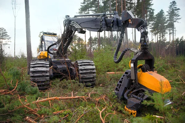 stock image Deforestation