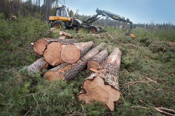 Заготівля деревини — стокове фото