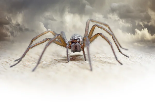 Волохаті павук — стокове фото