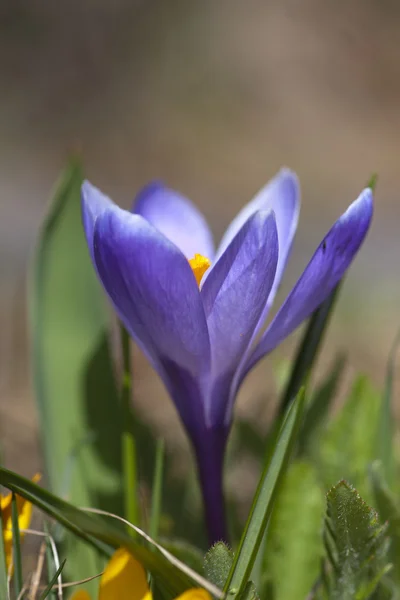Пурпурный крокус — стоковое фото
