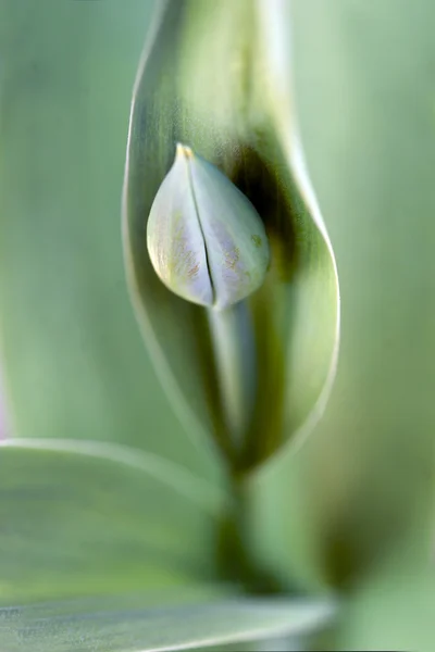 Tulipe bourgeon — Photo