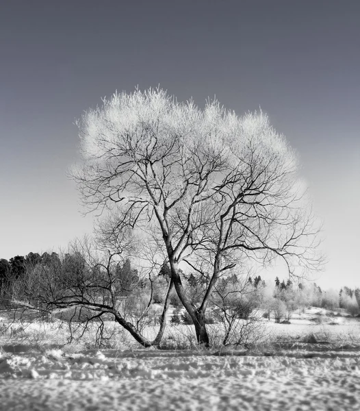 Holý strom v zimě — Stock fotografie
