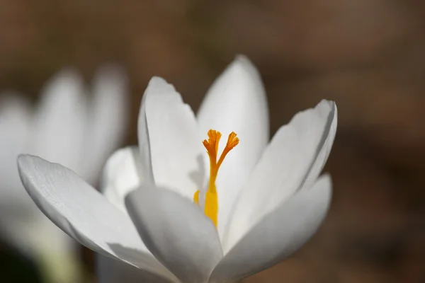 白番红花 — 图库照片