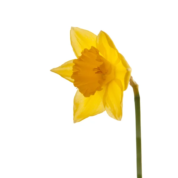Yellow daffodil — Stock Photo, Image
