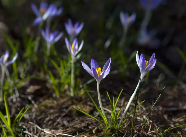 Små lila krokusar — Stockfoto