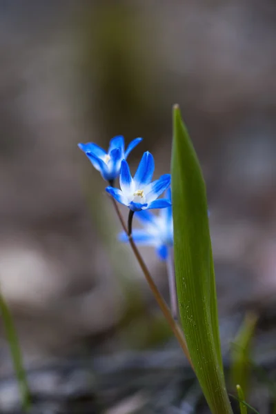Flores silvestres azuis — Fotografia de Stock