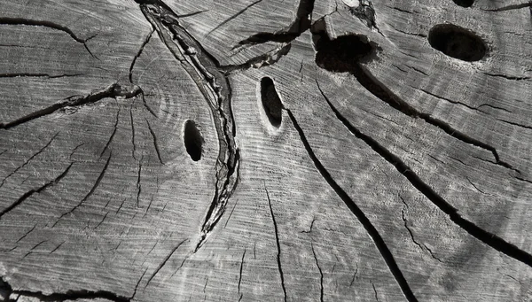 오래 된 나무의 단면 — 스톡 사진