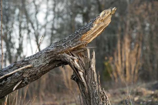 Törött fa — Stock Fotó