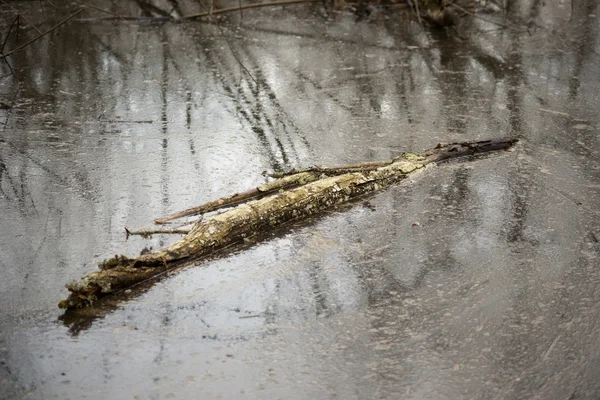 Плавающее гнилое дерево — стоковое фото