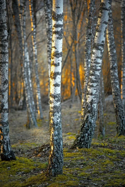 Gün batımında huş ağaçları — Stok fotoğraf