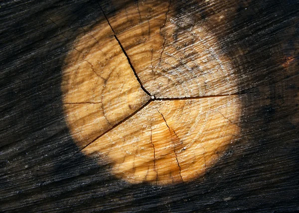 Cros část stromu — Stock fotografie