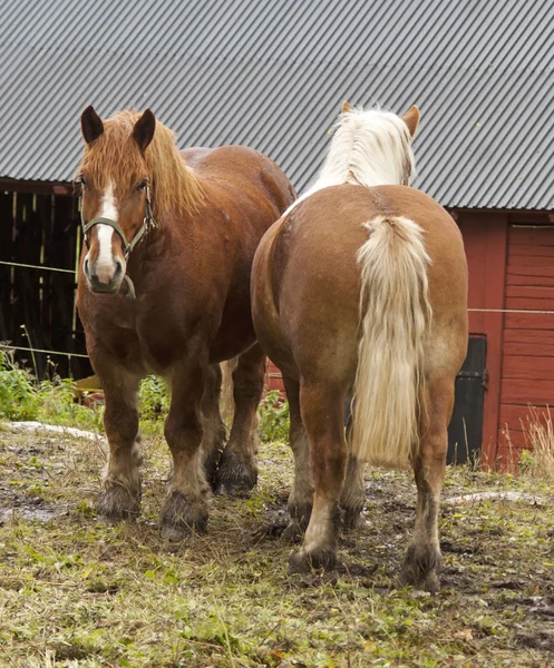 Домашние лошади — стоковое фото