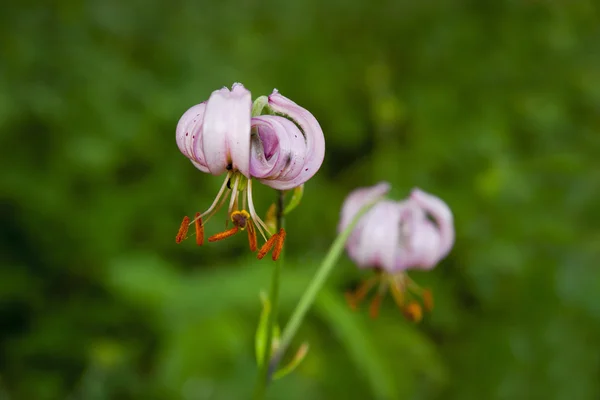 Pink wild lily — Stock Photo, Image