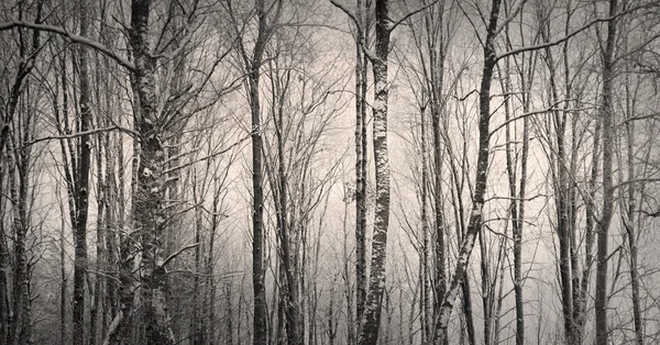 Дерева в зимовий період — стокове фото