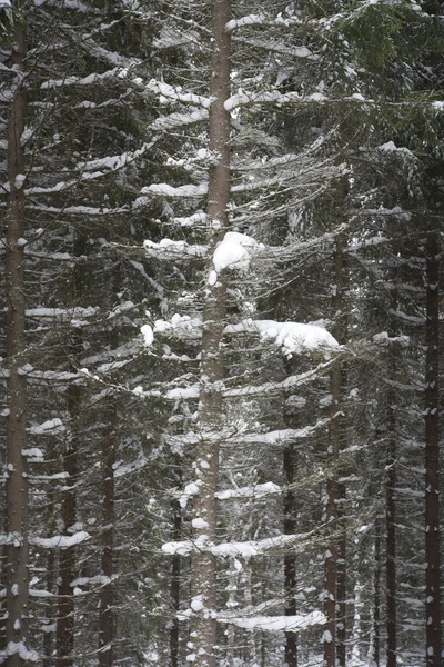 Árvores no inverno — Fotografia de Stock