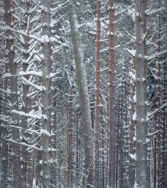 冬天的树 — 图库照片