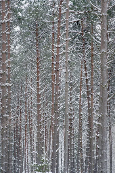 Copaci iarna — Fotografie, imagine de stoc