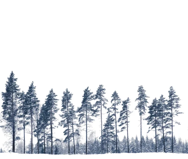 Rees borovice v zimě — Stock fotografie