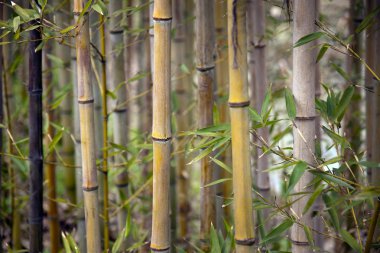 Bambu ağaçları