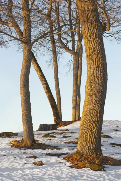 Bare tree trunks — Stock Photo, Image