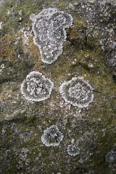 岩の上の菌 — ストック写真