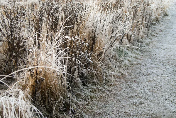 Grama em rime frost — Fotografia de Stock