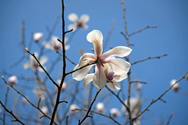 Magnolia flowe — Stok Foto