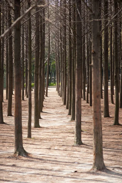 Trädstammar i park — Stockfoto
