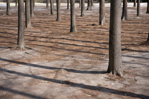 Деревянные стволы отбрасывают тени — стоковое фото