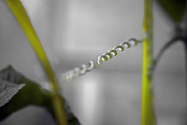 Tendrilo de pepino — Fotografia de Stock