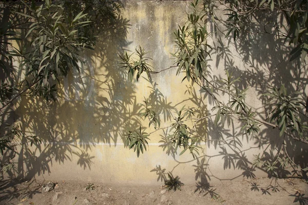 Duvara karşı yeşil bitki — Stok fotoğraf