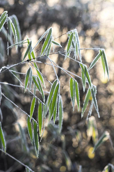 Bambú congelado — Foto de Stock