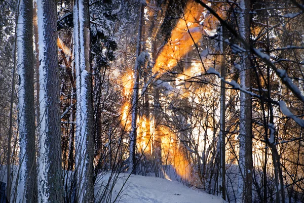 Luce del sole nella foresta invernale — Foto Stock