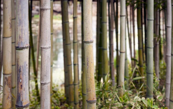 Plantas de bambú —  Fotos de Stock