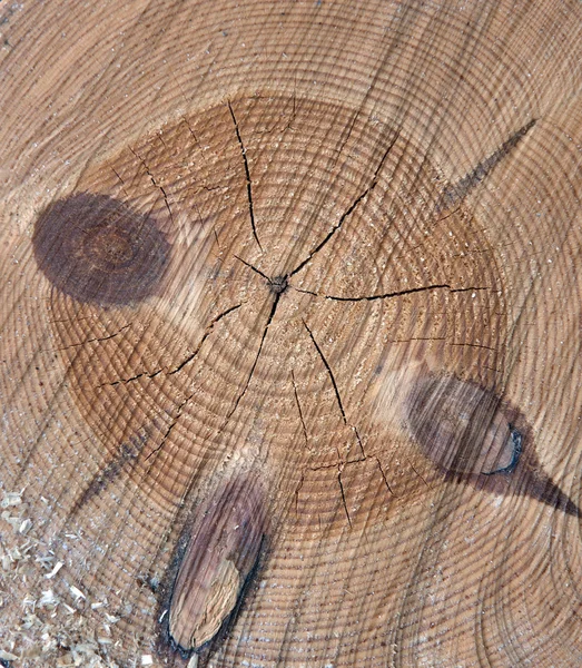 Cross section of tree — Stock Photo, Image