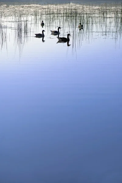 鸭子在湖 — 图库照片