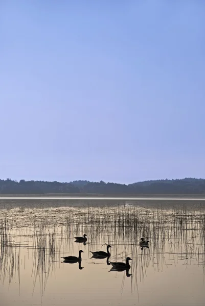 Утки в озере — стоковое фото