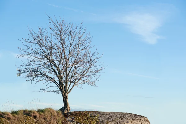 Holý strom — Stock fotografie