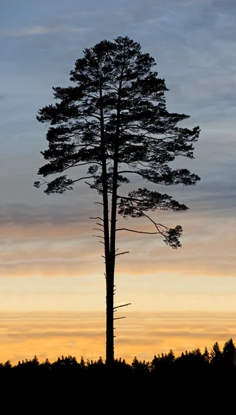 Borovice v západu slunce — Stock fotografie