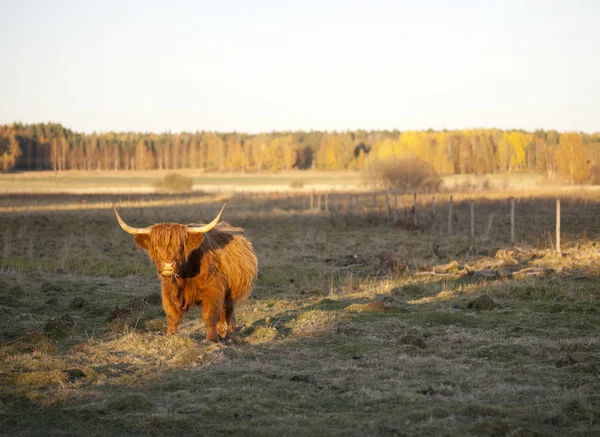 放牧牛 — ストック写真