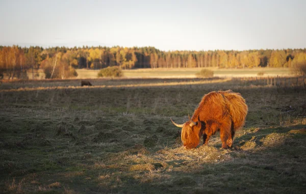 Scottish highland cow — Stockfoto