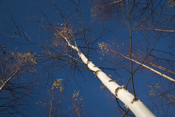 Huş ağacı Güz — Stok fotoğraf