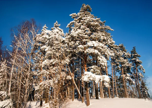 Kışın çam ağaçları — Stok fotoğraf