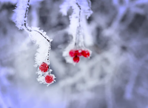 被冰覆盖的红色浆果 — 图库照片